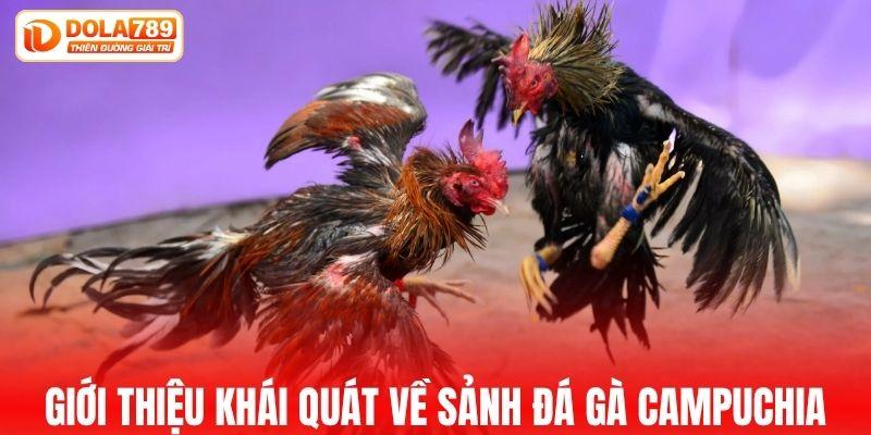 Giới thiệu khái quát về sảnh đá gà Campuchia
