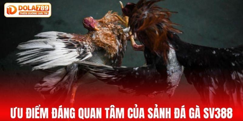 Loạt ưu điểm đáng quan tâm của sảnh đá gà SV388