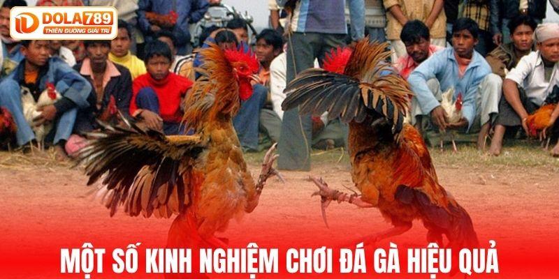 Một số kinh nghiệm chơi đá gà hiệu quả