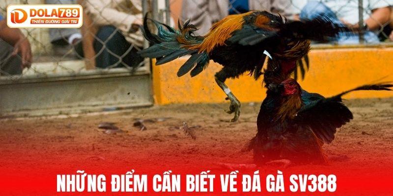 Những điểm cần biết về đá gà SV388