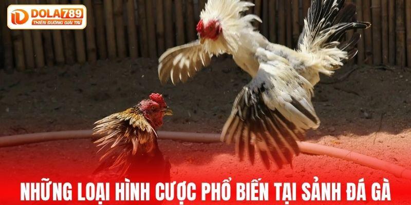 Những loại hình cược phổ biến tại sảnh đá gà